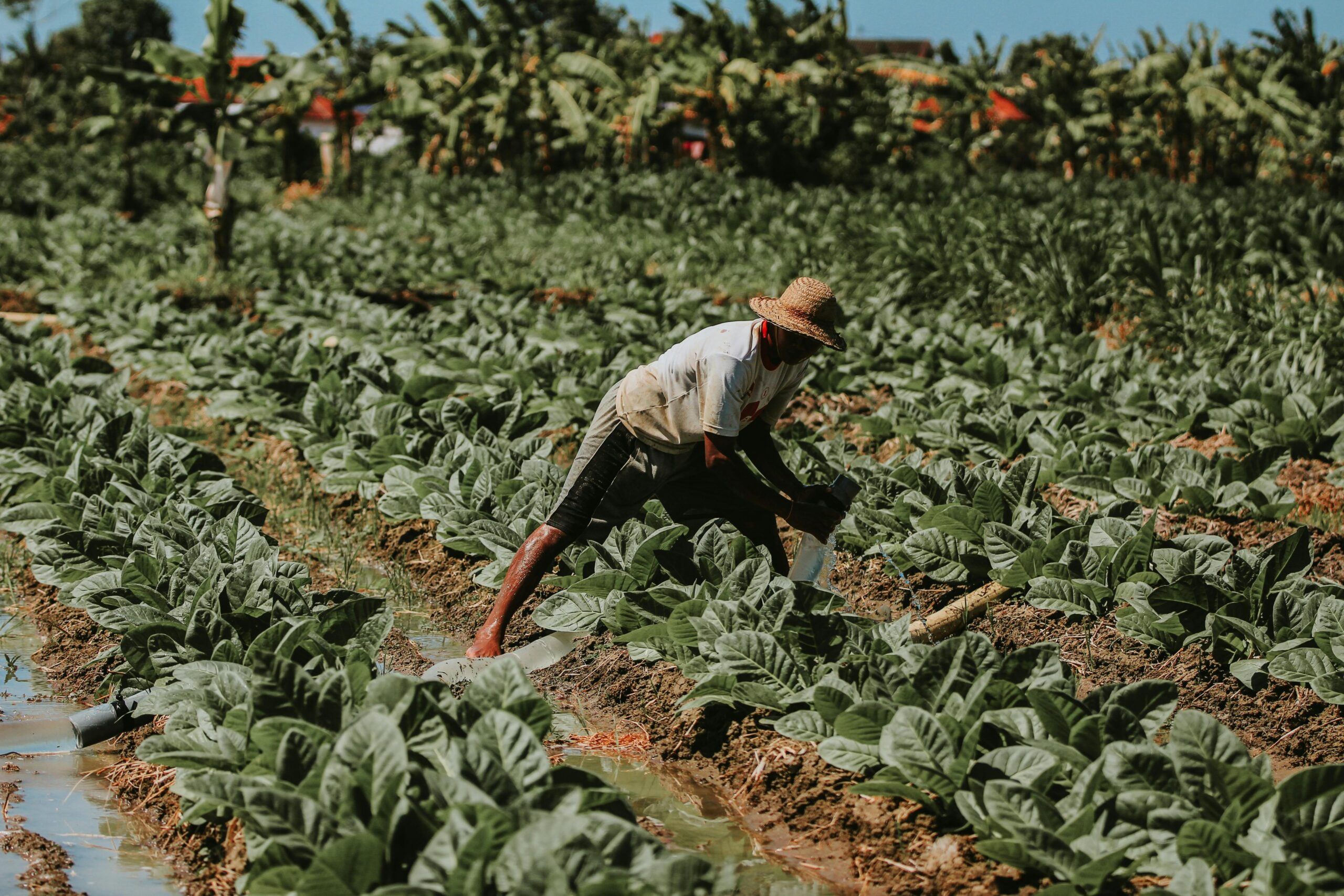Uso de chapéu no campo não foi proibido; veja o que diz a lei