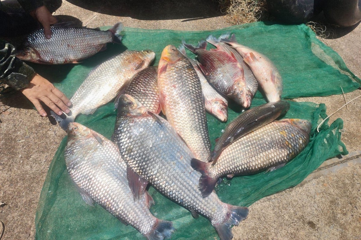 Dupla é flagrada com 32 kg de peixes e recebe R$ 3,2 mil em multas no interior de SP