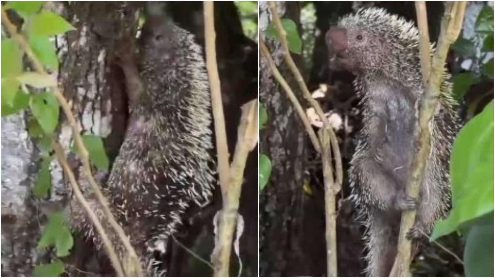 Quandu é devolvido à natureza após ser resgatado pela polícia no Ceará