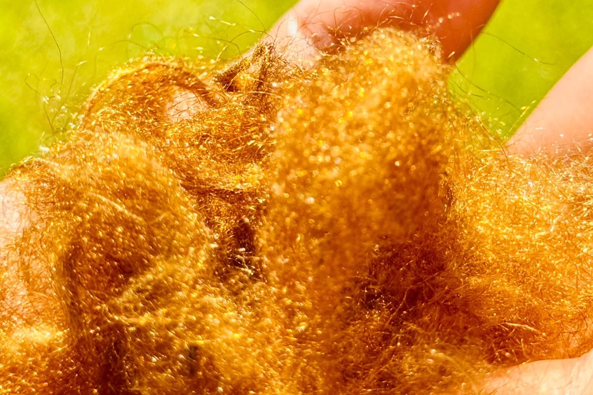 tecido dourado da Roma Antiga é recriado usando molusco