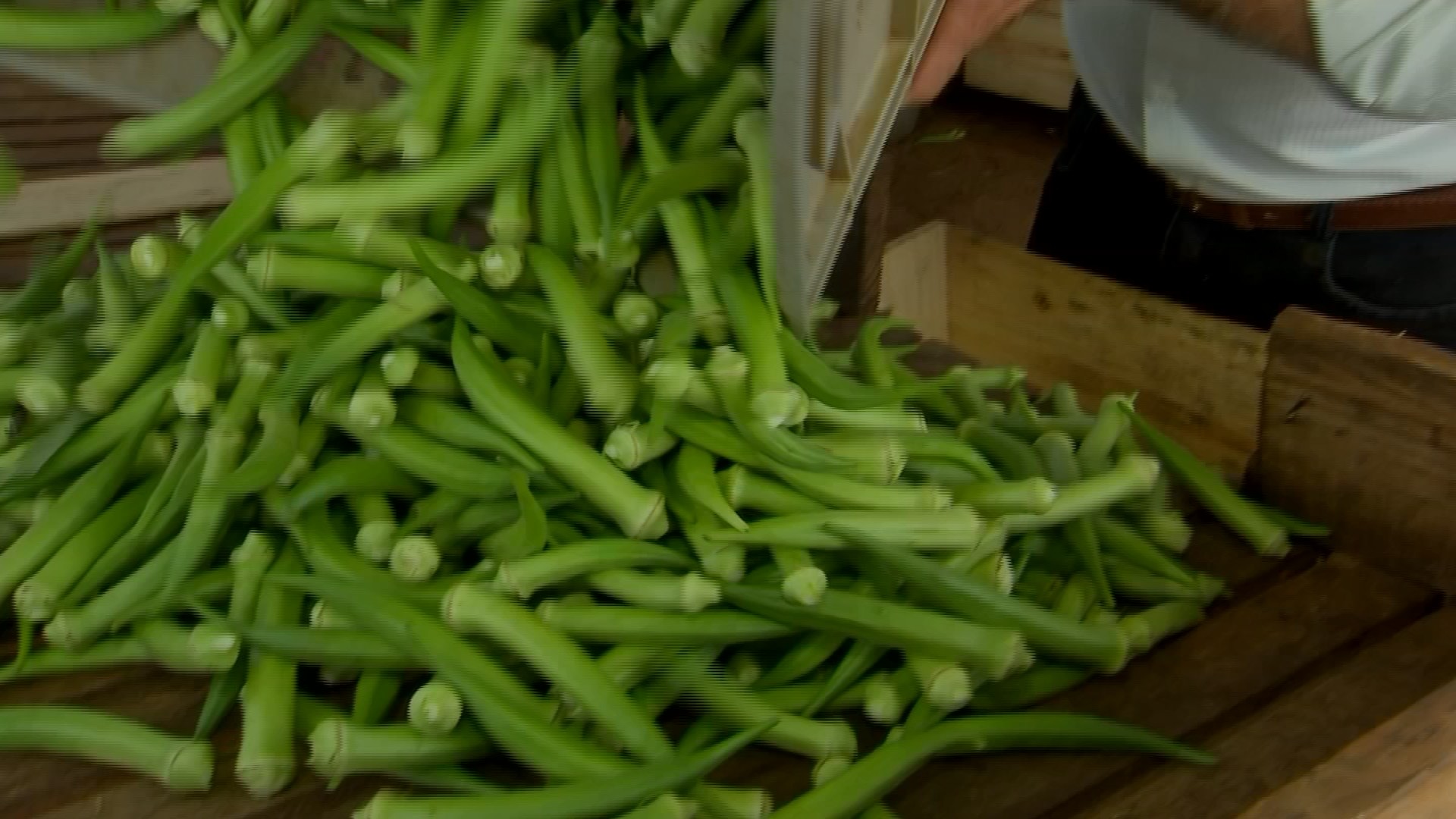 Produtores paulistas colhem safra de quiabo