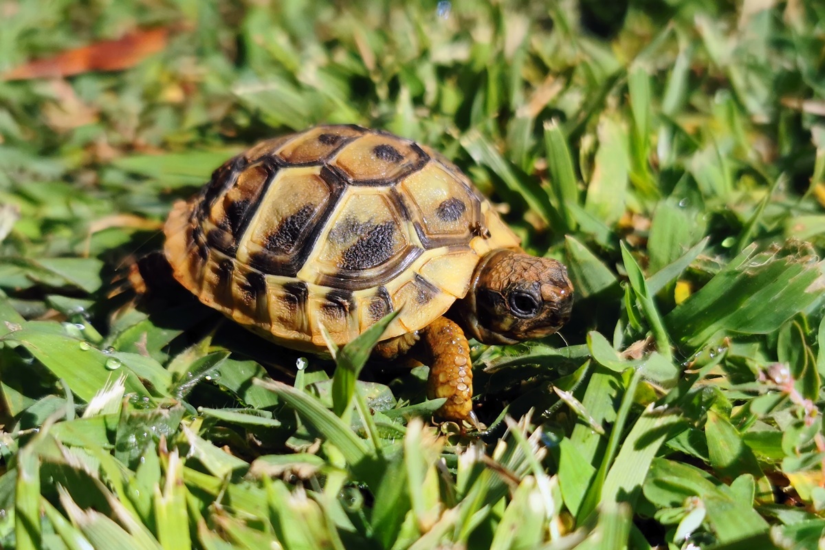 Tartarugas fêmeas pulam de penhasco para evitar agressão sexual