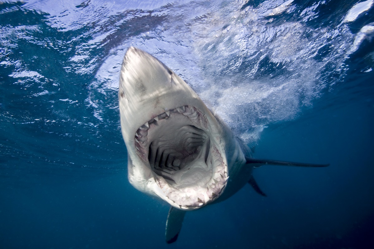 Tubarão-branco muda formato dos dentes à medida que envelhece