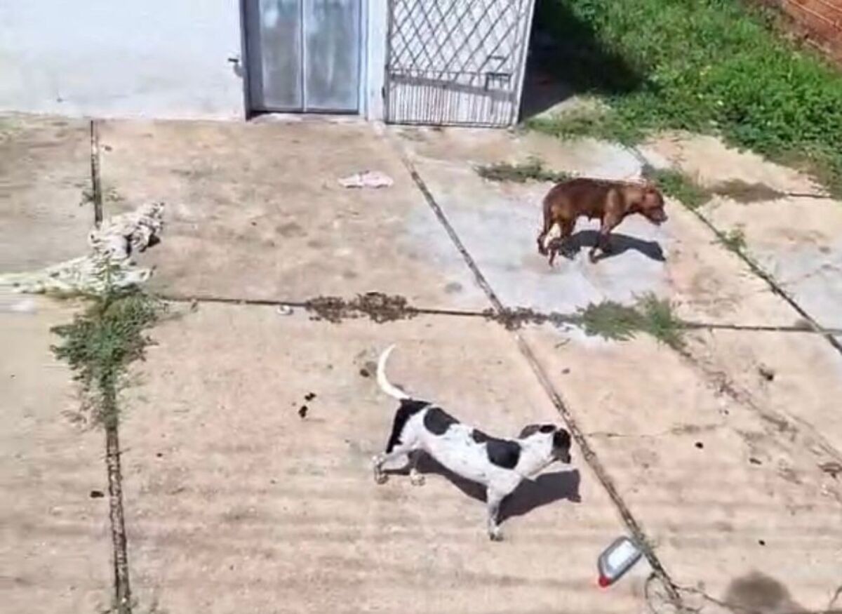 Cães em situação de maus-tratos são resgatados de casa abandonada em Teresina