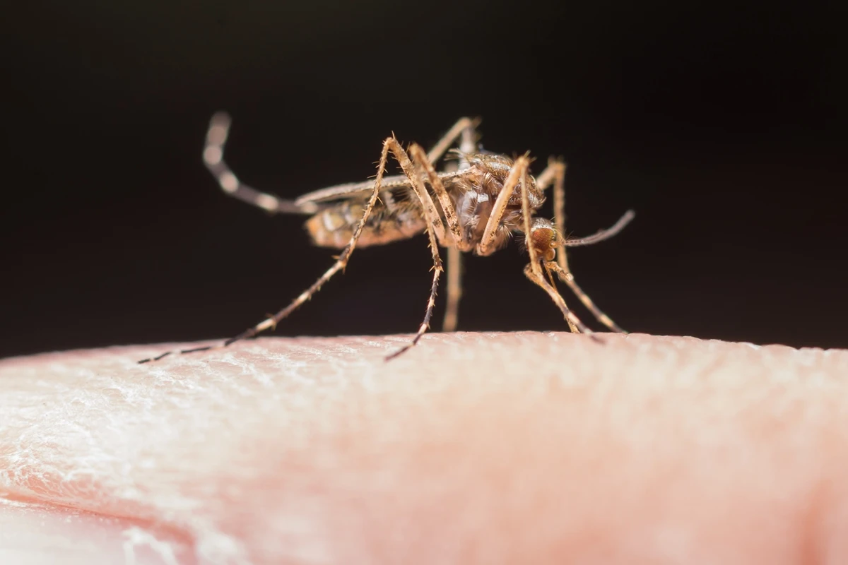 Estudo mostra como mosquitos ‘escolhem’ humanos para atacar