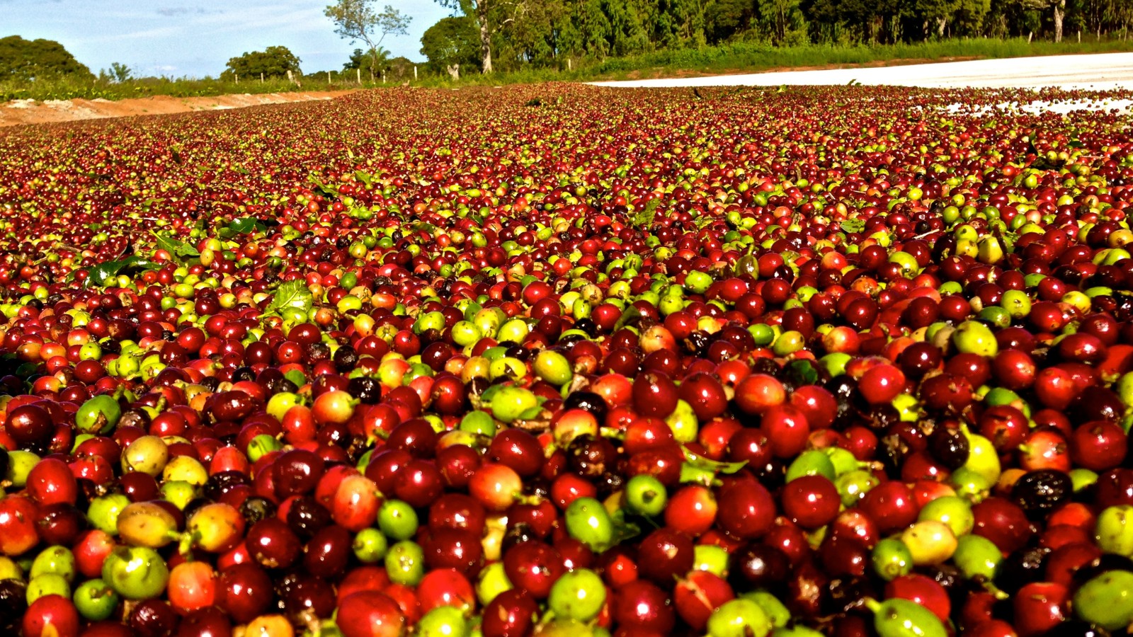 Preço do café arábica cai 14% em SP com projeção de safra recorde