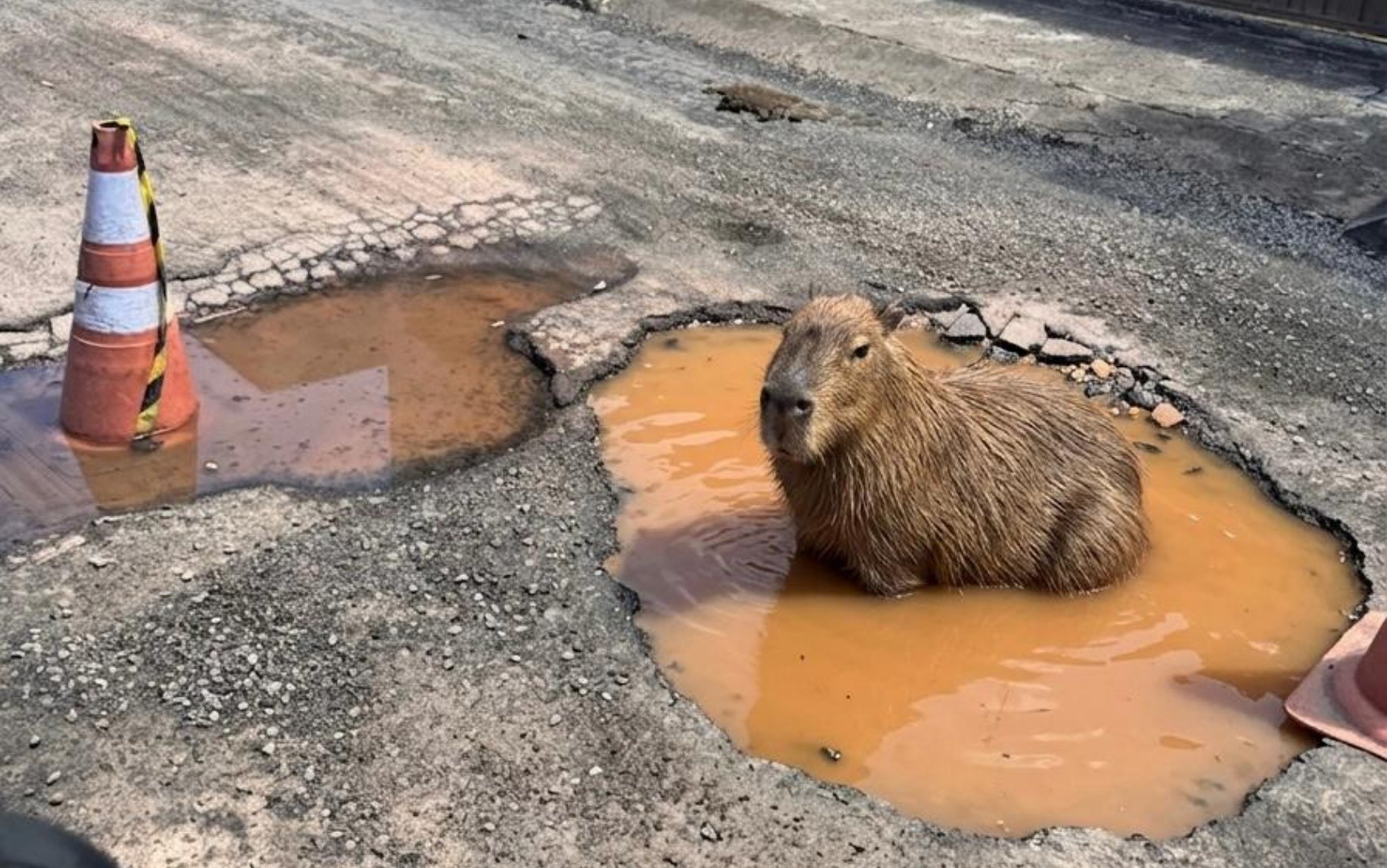 Capivara de IA viraliza, prefeitura entra na onda e tapa buraco em MG; animal vira mascote de cidade