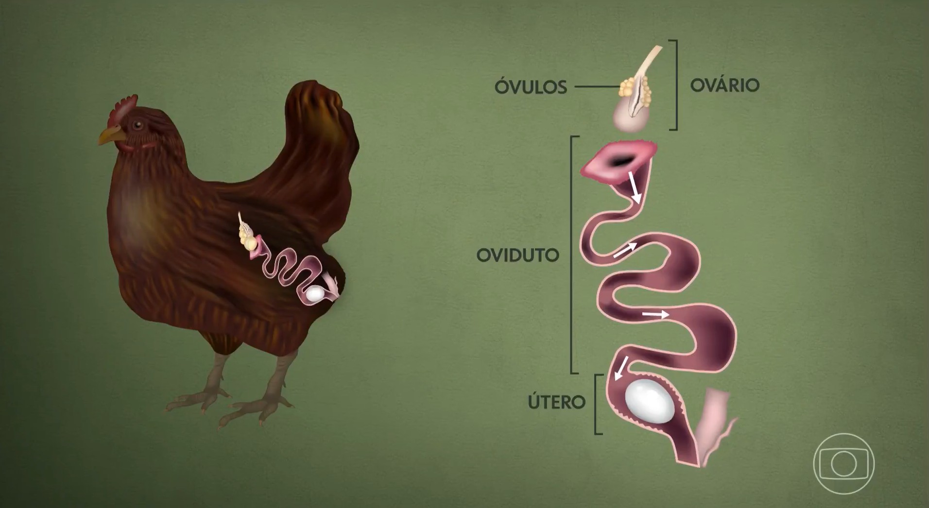 Galinha leva 25 horas para produzir um ovo; entenda o processo