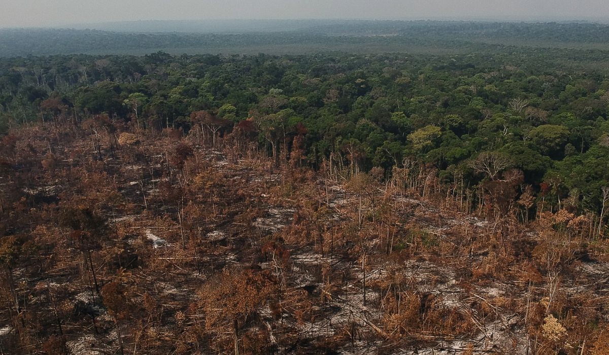 Produção de carne bovina gera 40% da destruição florestal ligada ao agro; Brasil lidera ranking