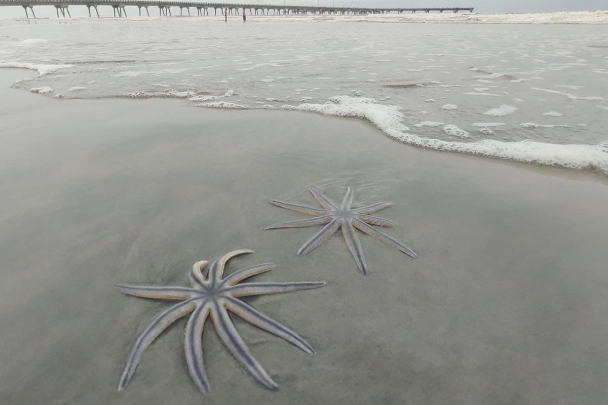Estrelas de nove braços surpreendem banhistas em praias de SP; VEJA