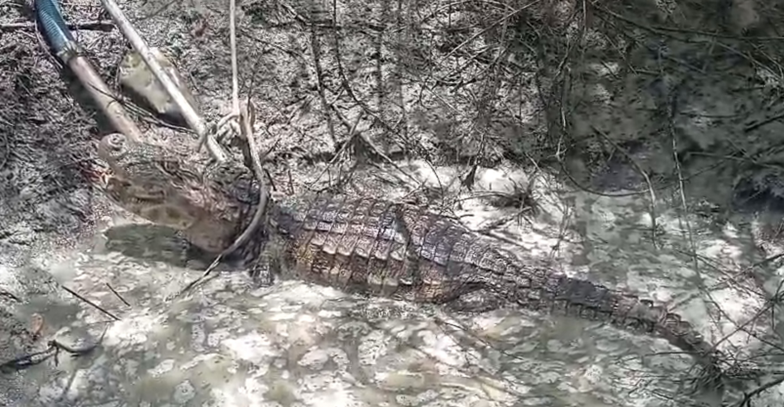 Jacaré de quase 3 metros é capturado na zona rural de Janduís, no RN
