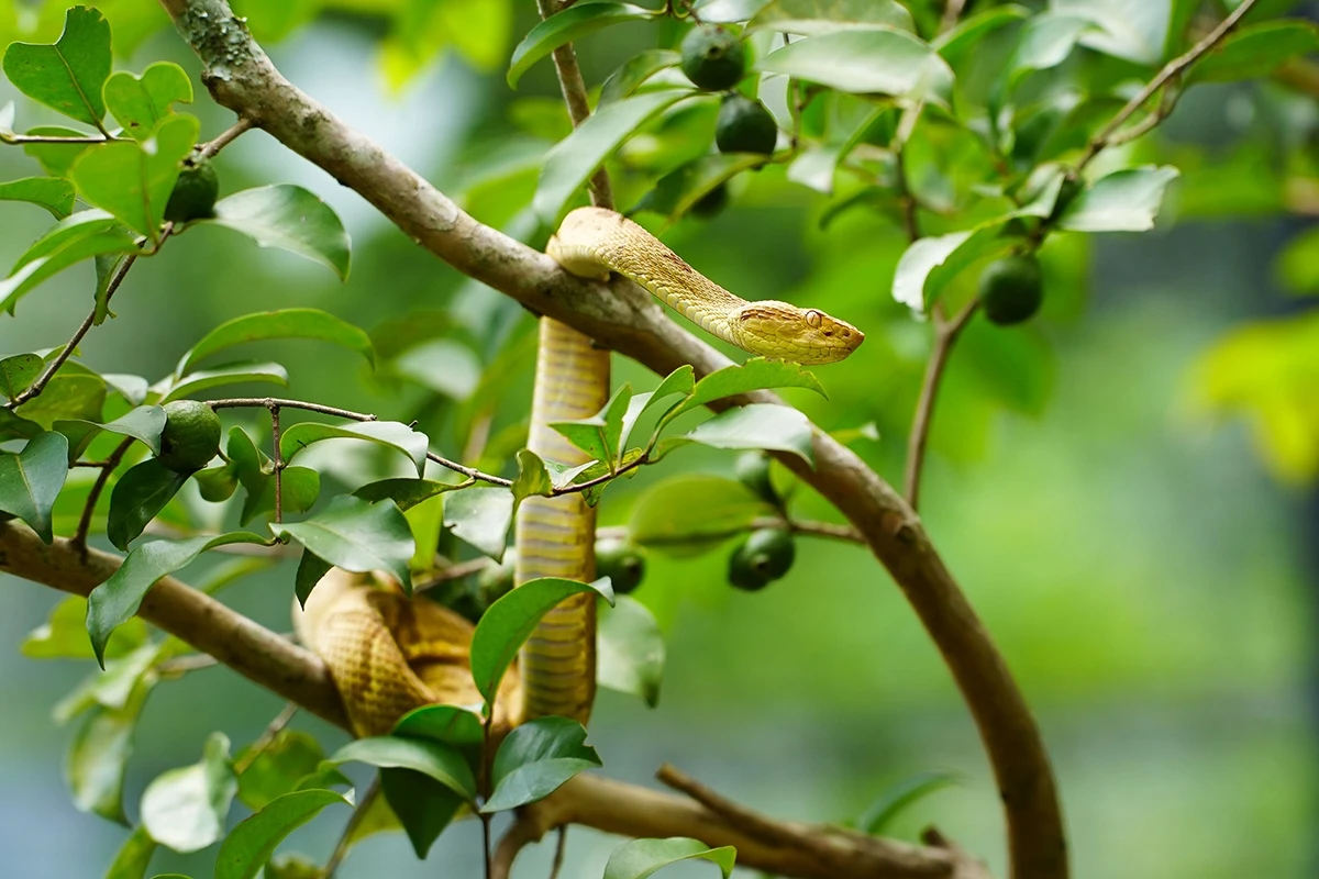Genoma da jararaca-ilhoa ajuda a entender evolução do veneno da cobra