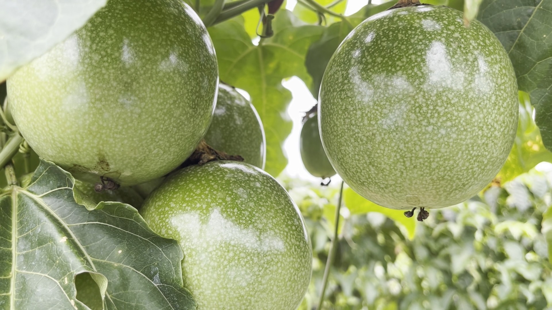 Veja como combater as principais pragas e doenças do maracujá