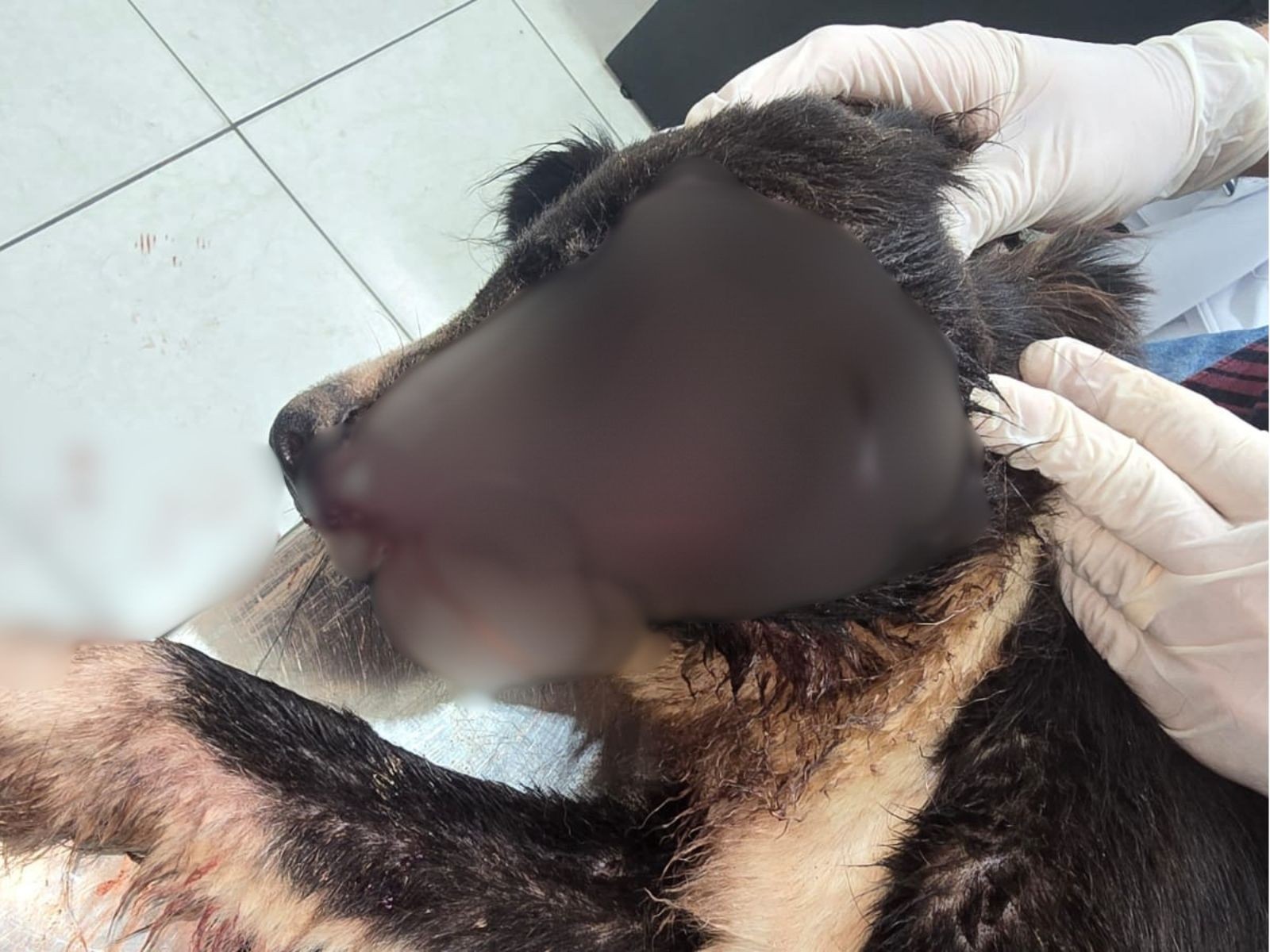 Denúncia de maus-tratos a cachorro em canil de prefeitura é investigada no interior do AC