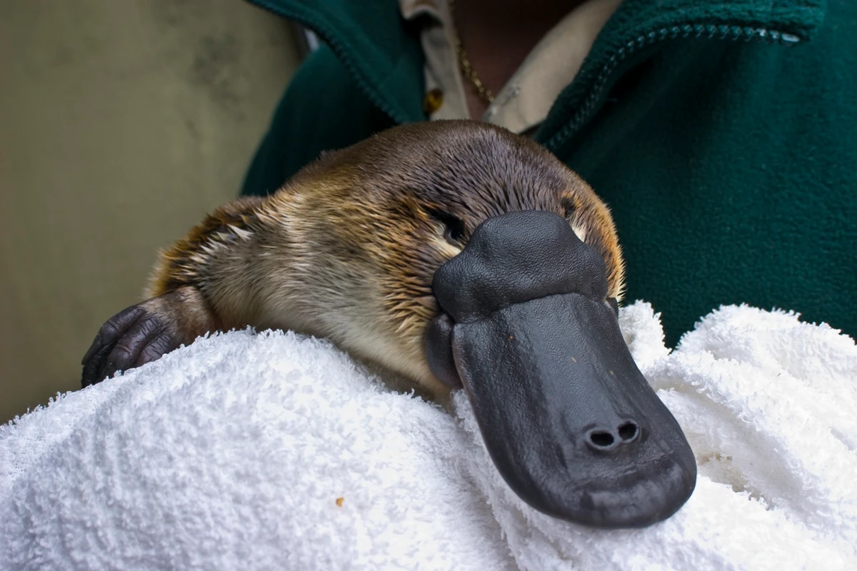 Nenhum animal existente hoje pode ser rotulado como “primitivo”