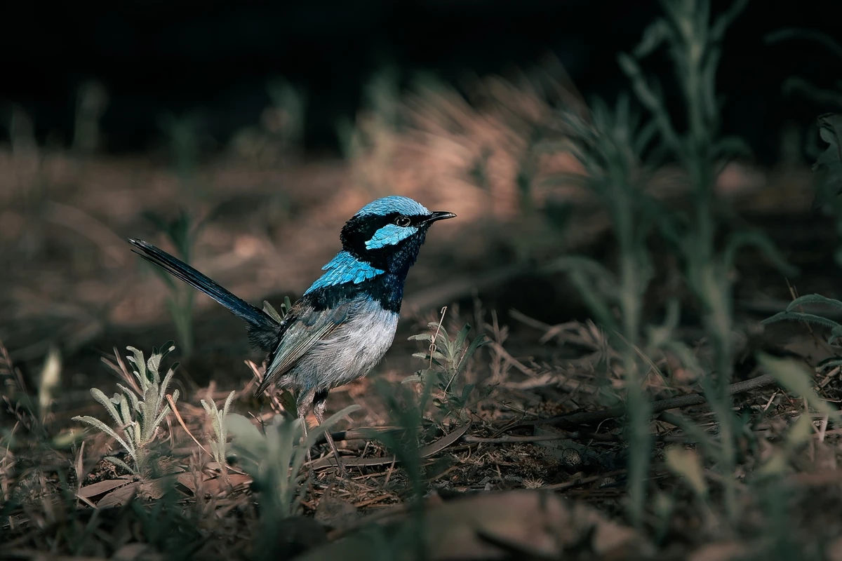 Símbolo da Austrália, pássaro azul pode sumir nos próximos 30 anos