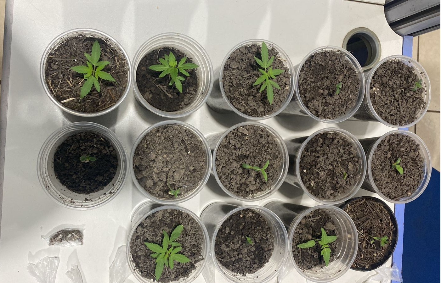 Polícia descobre cultivo de maconha em apartamento em Porto Velho