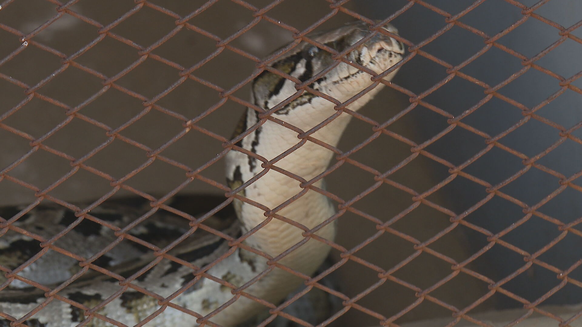 Molécula no sangue de pítons reduz apetite e pode inspirar remédios