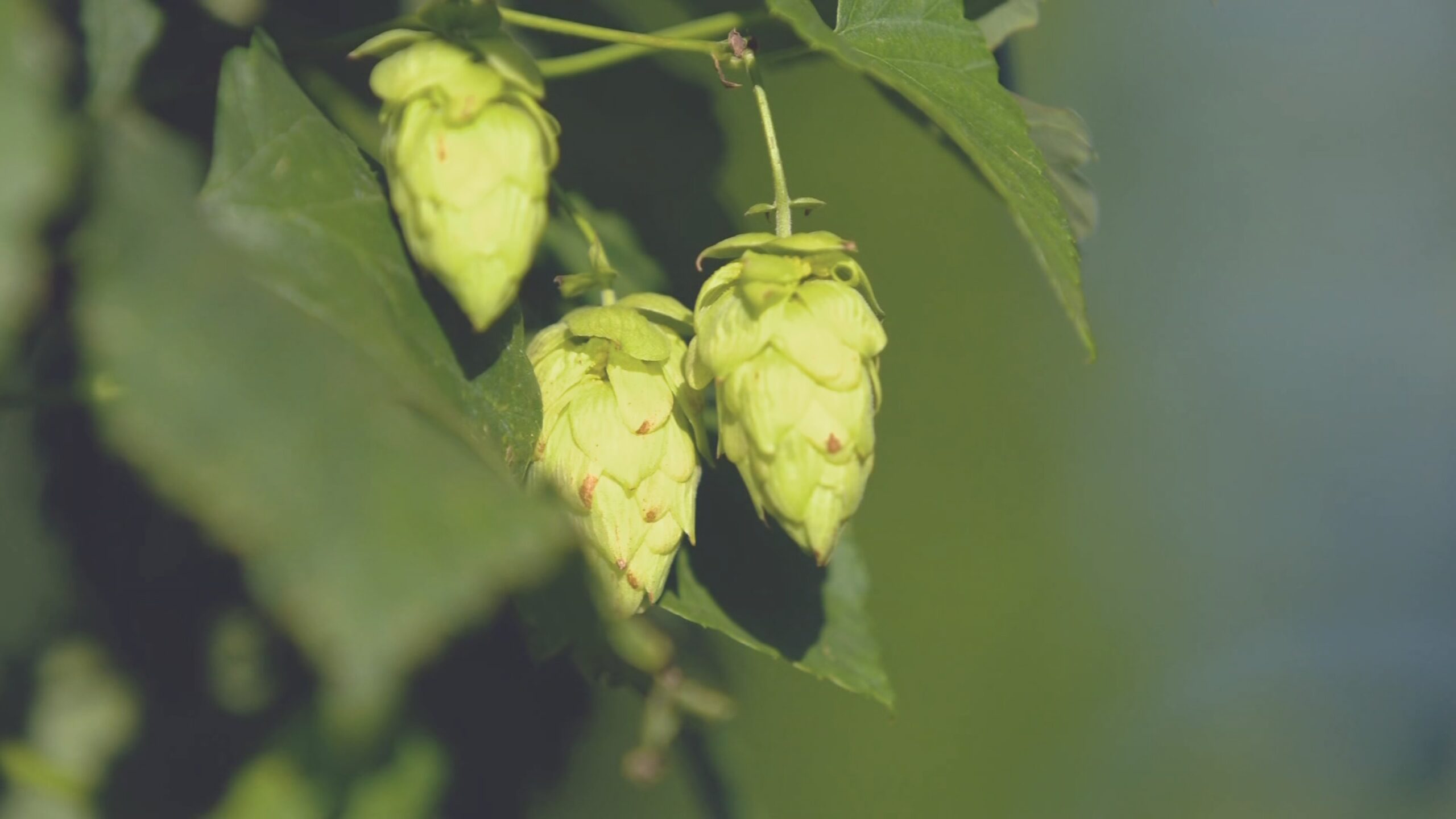 Governo zera imposto de importação de quase mil produtos sem produção nacional ou com oferta insuficiente