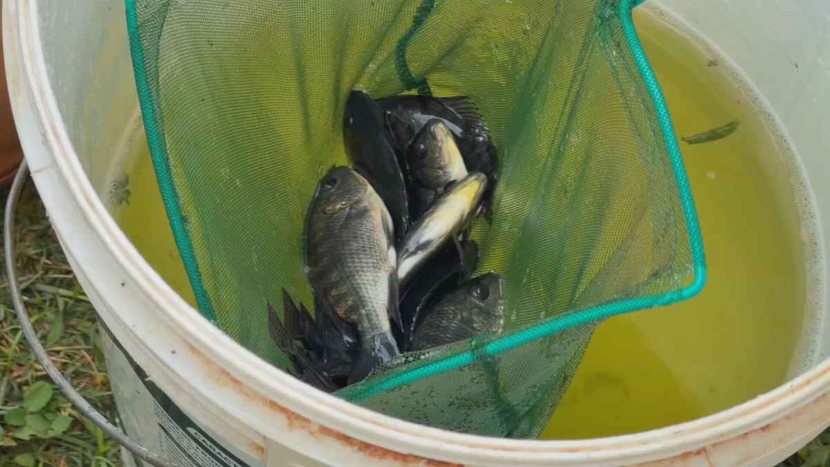 Produção de tilápia em Riolândia (SP) cresce com tecnologia