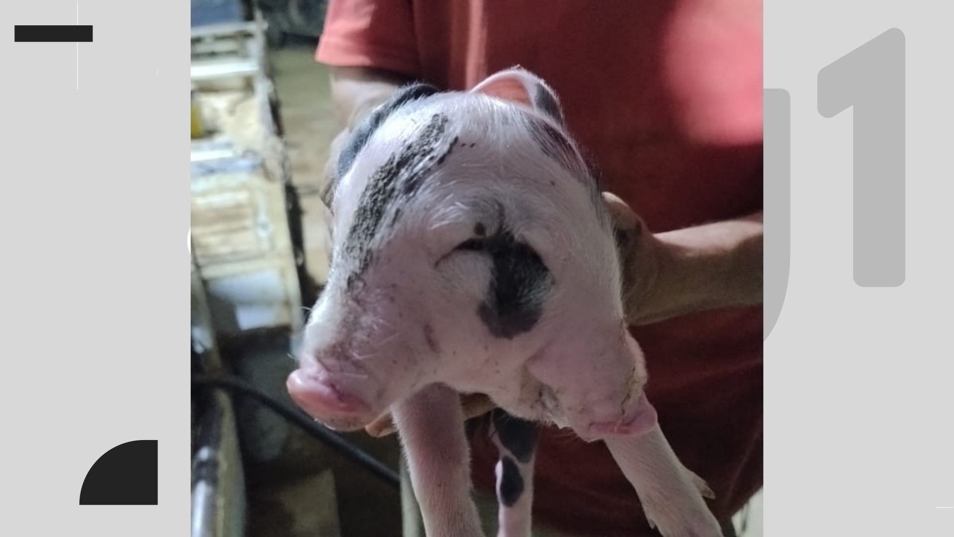 VÍDEO: Porco nasce com ‘duas faces’ em propriedade rural no ES; caso é raro