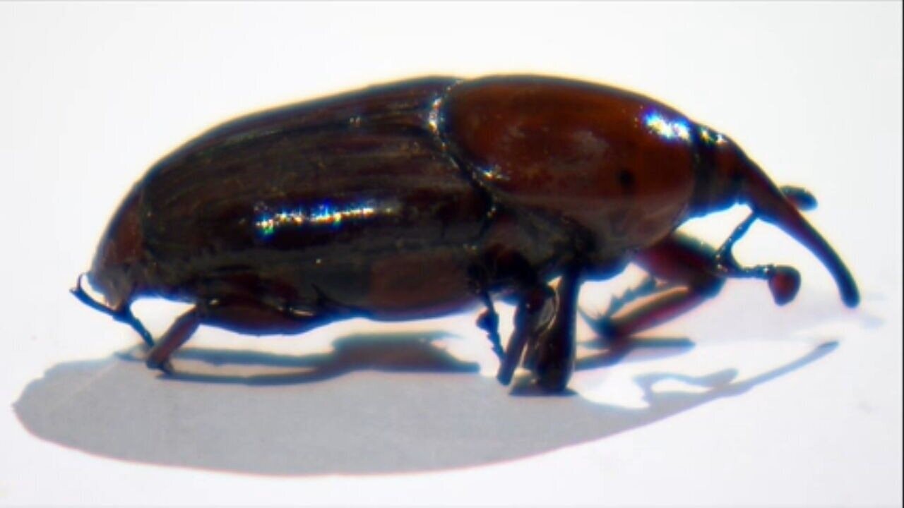 Besouro invasor que destrói palmeiras acende alerta para agricultura no Brasil