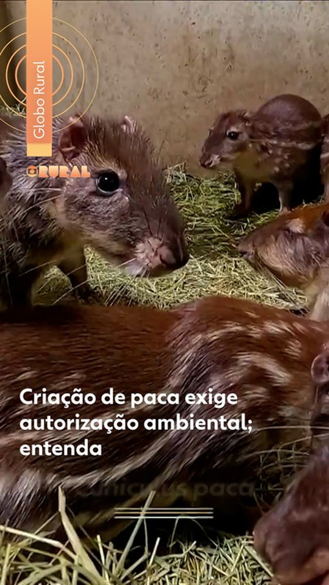 Criação de pacas para produção de carne exige autorização ambiental