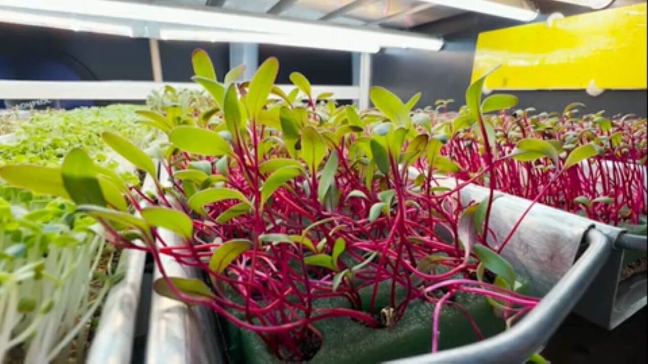 Microverde: conheça as hortaliças em miniatura consideradas um superalimento