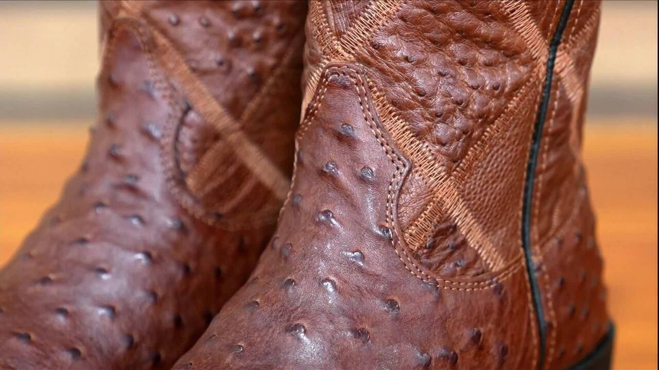 Ovo de R$ 150 e couro mais caro que o de boi: produtor lucra com mercado de avestruz no Brasil