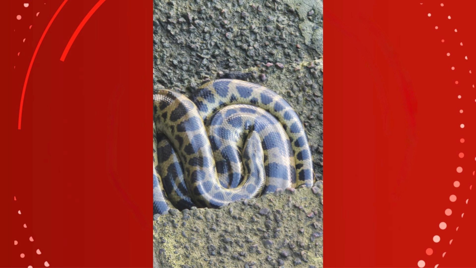 VÍDEO: jovem encontra cobra sucuri em escada próxima ao rio na orla de Macapá