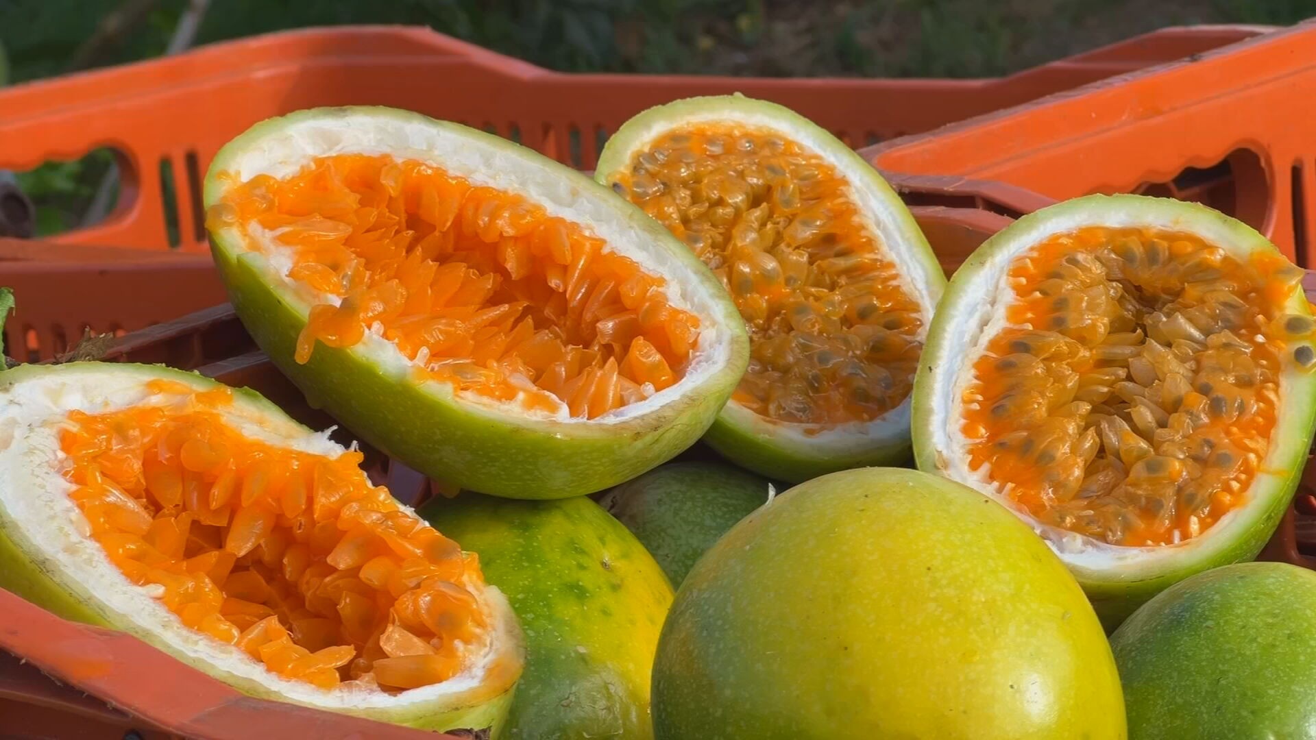 Safra de maracujá em SP enfrenta preço baixo; produtores inovam