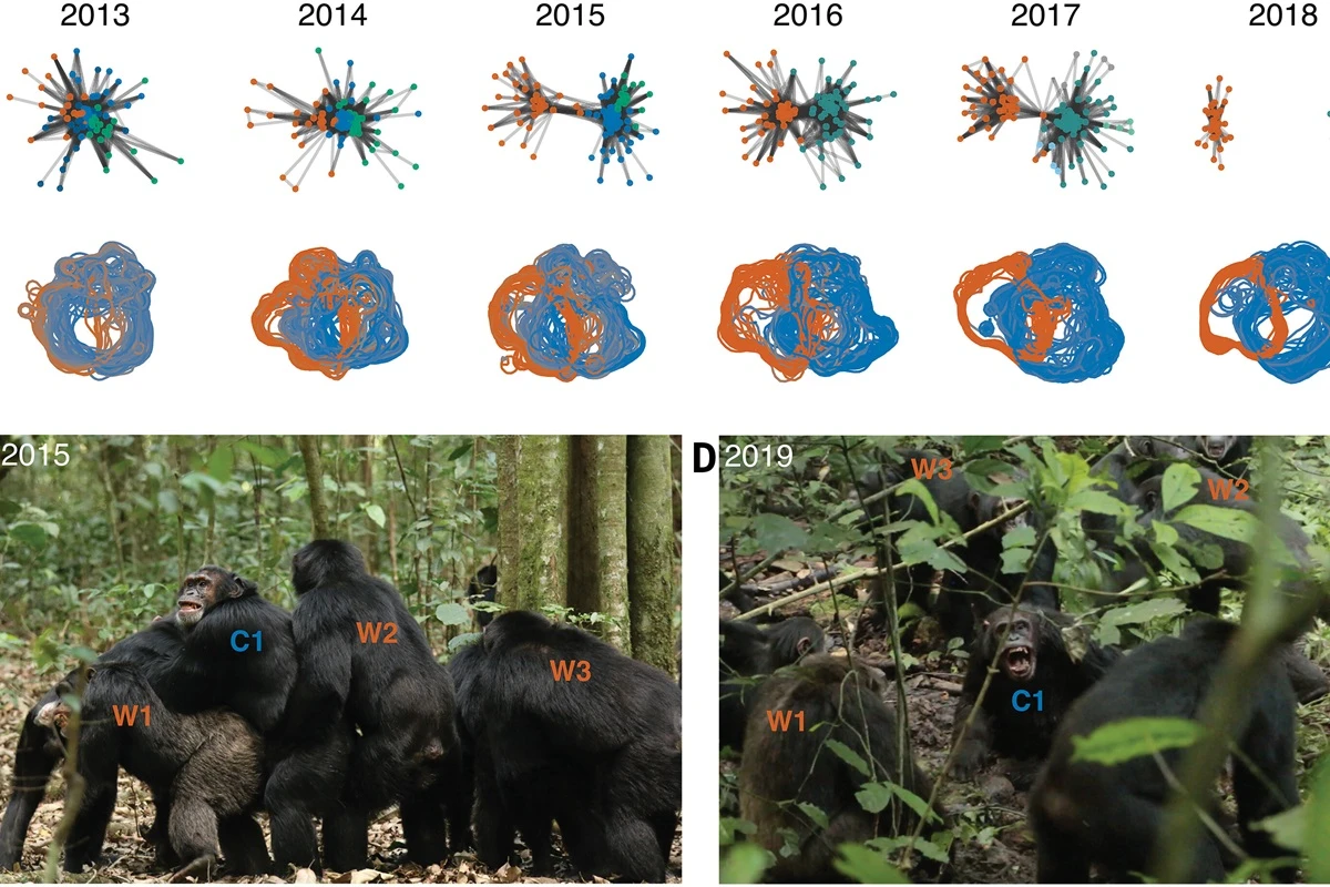 Pesquisadores registram 1ª “guerra civil” entre chimpanzés