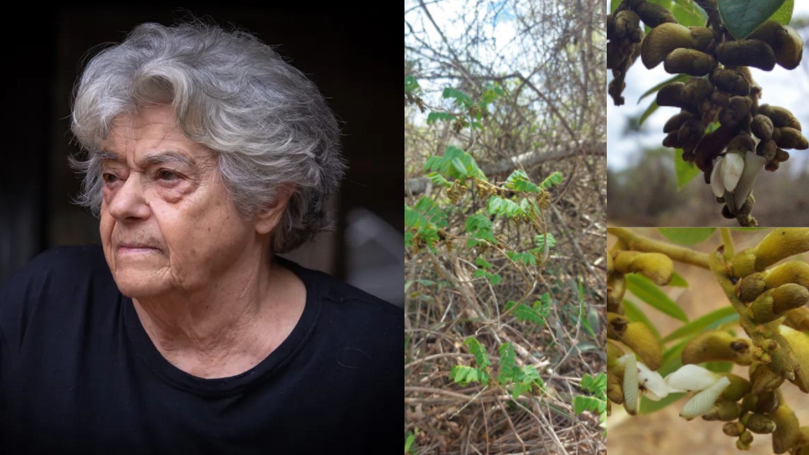Nova espécie de planta da Caatinga recebe nome em homenagem à arqueóloga Niède Guidon