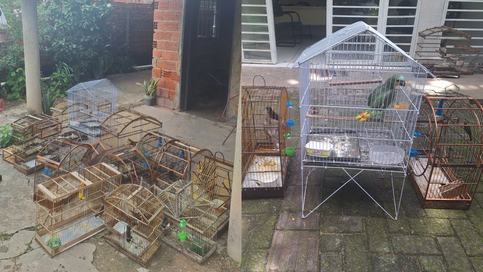 Polícia destrói gaiolas após resgatar 15 aves silvestres em casa no PI