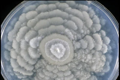 Estudo identifica fungo capaz de influenciar a formação da chuva