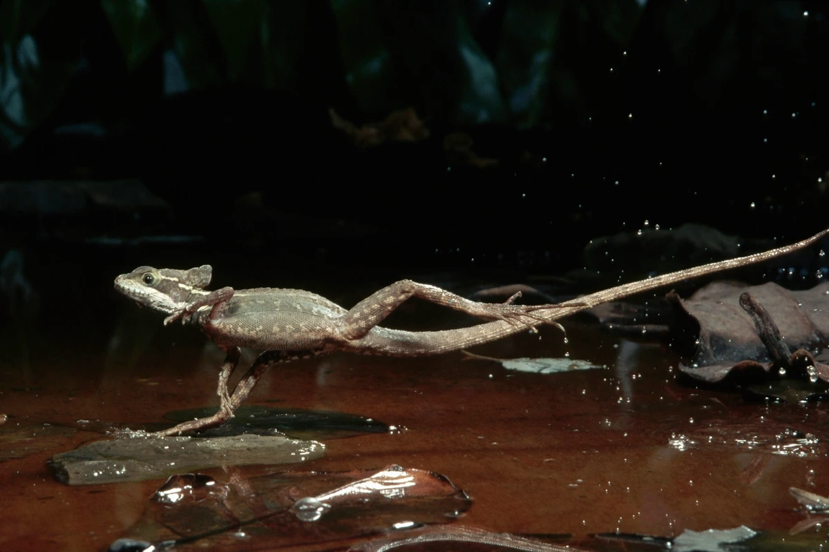 Bióloga explica como lagarto basilisco anda sobre a água