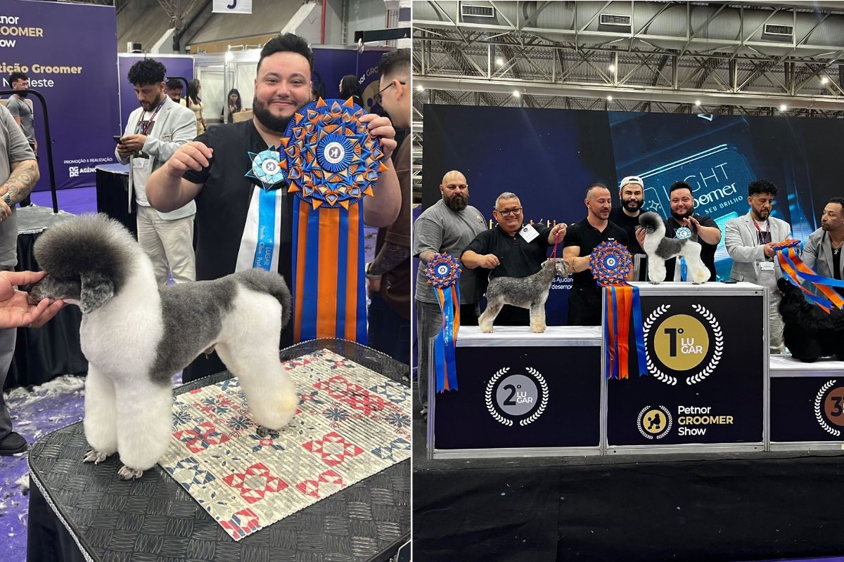 Groomer ‘transforma’ poodle e vence torneio nacional de estética pet
