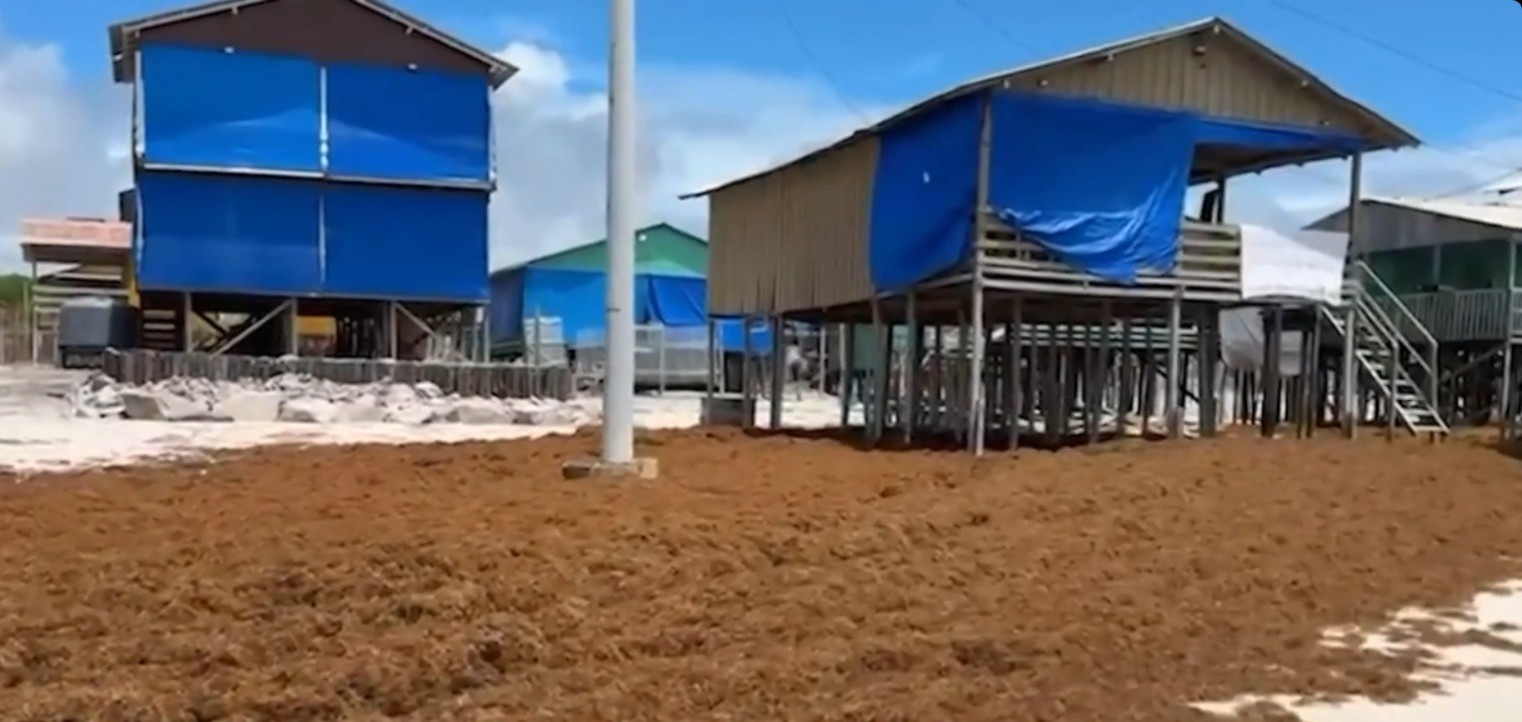 Praia em Bragança tem faixa de areia coberta por sargaço, no PA; veja as causas do fenômeno