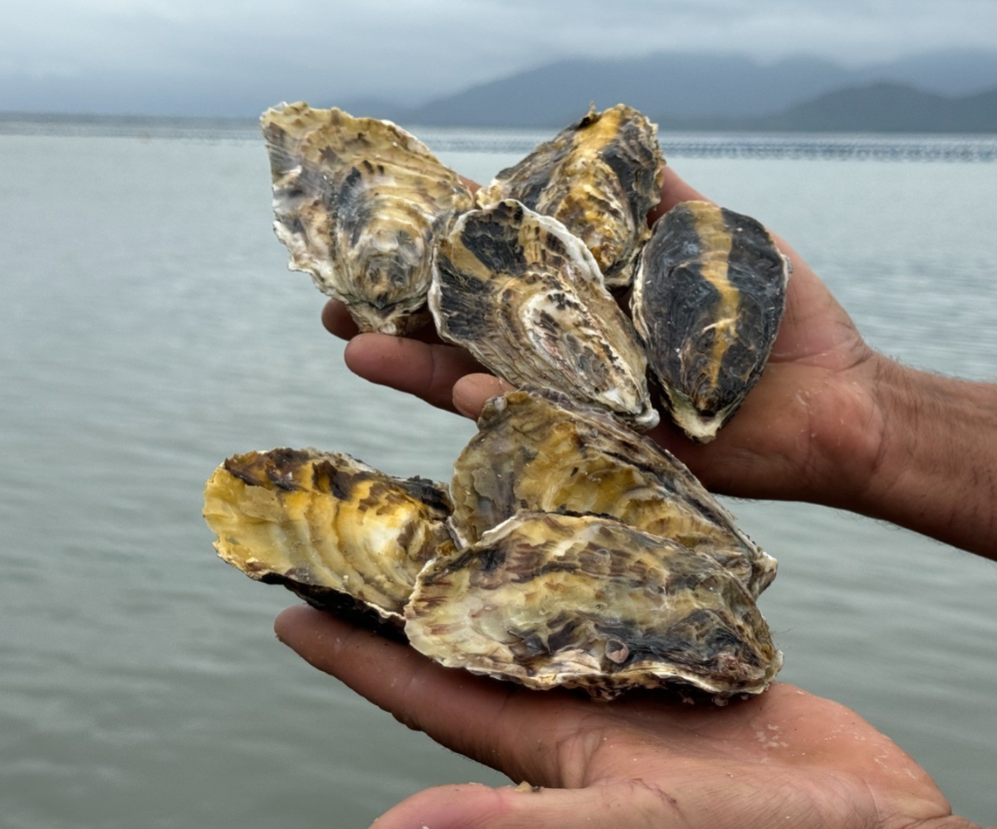 Mudanças climáticas afetam produção de ostras em SC, e maior produtor do Brasil deve perder 90% da safra da temporada