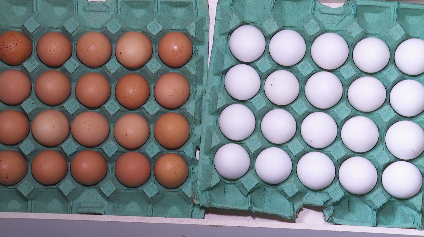 Preço comercial dos ovos na quaresma é o menor dos últimos três anos