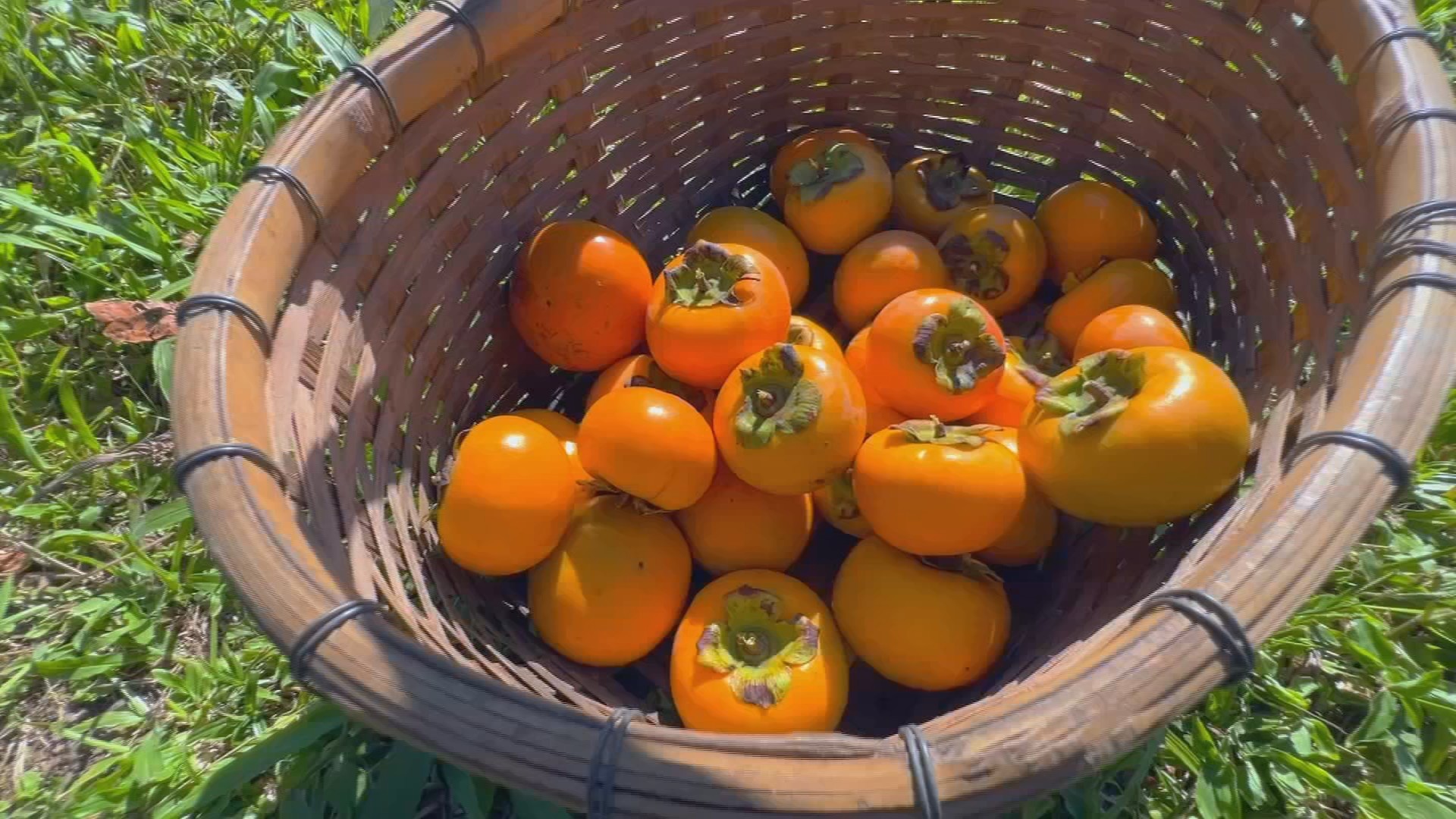 Safra de caqui em SP: produção maior e evento ‘colha e pague’