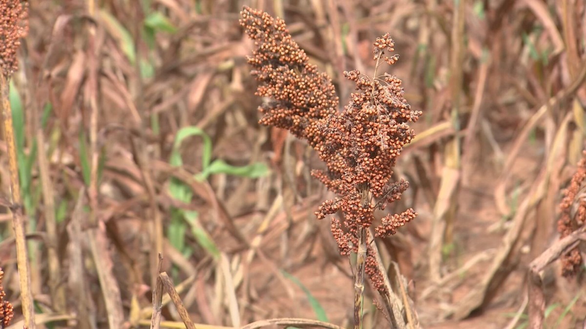 Sorgo avança no interior de SP como alternativa à seca