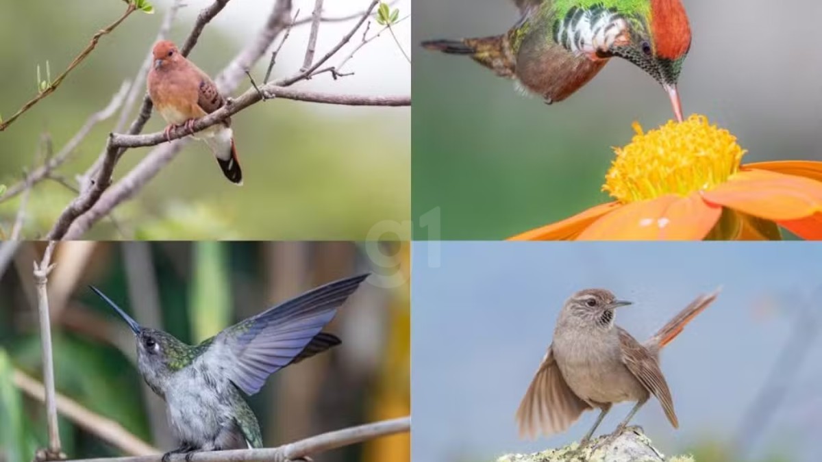 Exposição de aves raras é destaque no Museu Regional de Montes Claros
