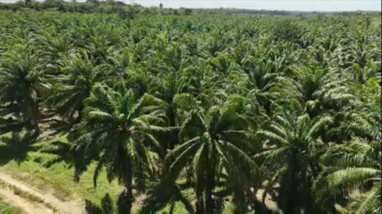 Projeto no Pará revoluciona o cultivo de dendê e eleva produção em até 38%; saiba mais
