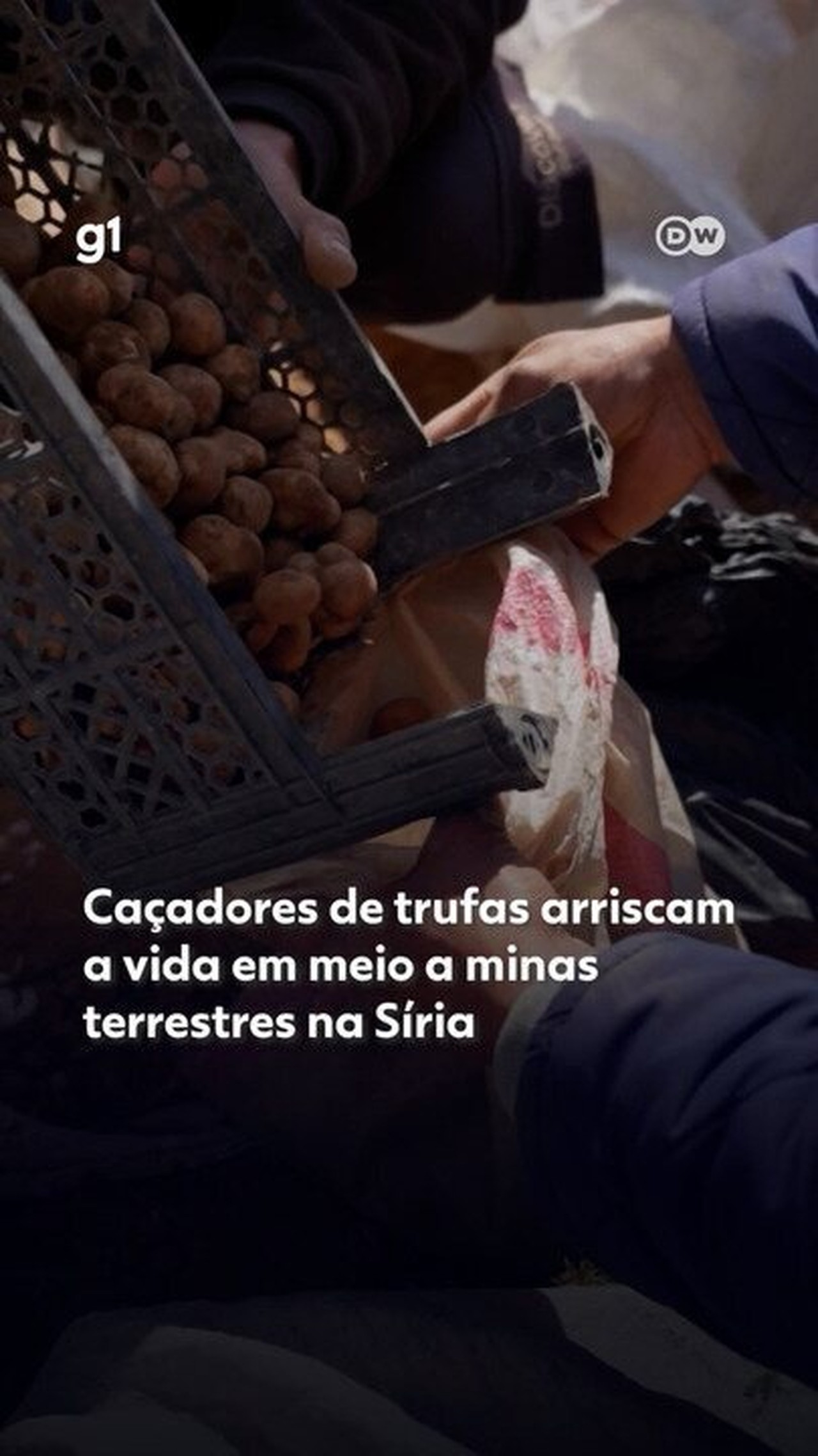 ‘Iguarias banhadas em sangue’: caçadores de trufas arriscam a vida em meio a minas terrestres na Síria