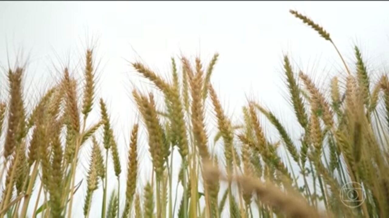 Preço global dos alimentos dispara com guerra no Oriente Médio