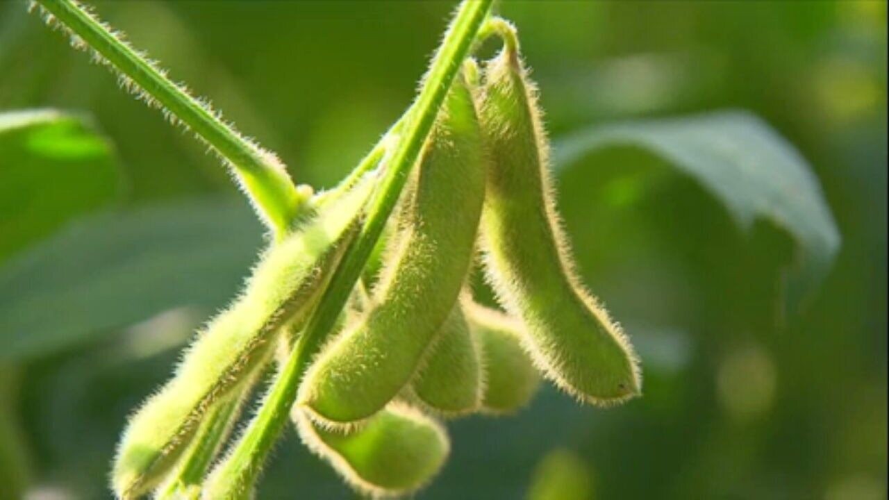 Edamame ganha versão brasileira, com grãos maiores e sabor mais suave