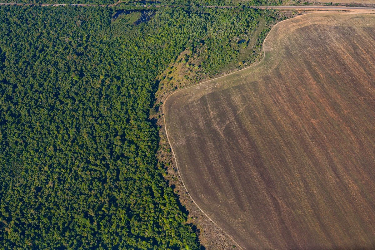 Amazônia pode virar savana se desmatamento avançar mais