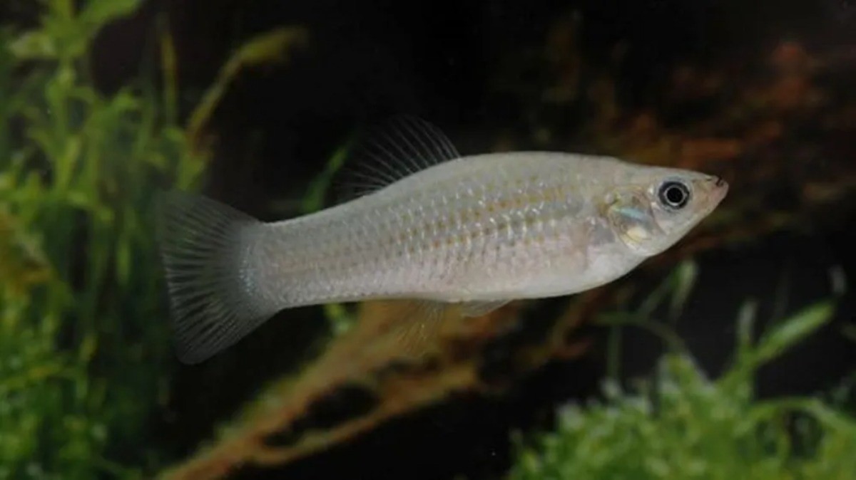 Lagartos assexuados, nascimentos ‘virgens’ e clones: as espécies do reino animal que só tem fêmeas