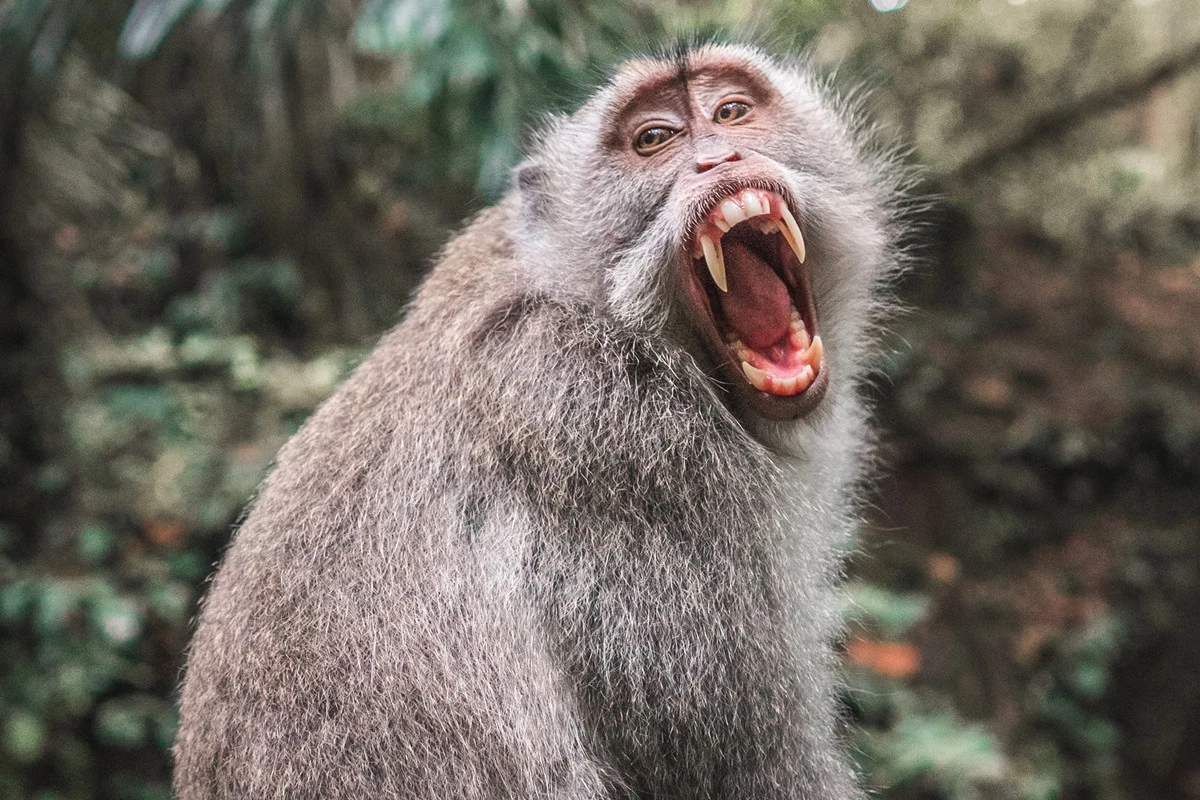 Saiba o que realmente é o “sorriso” dos macacos famosos em figurinhas